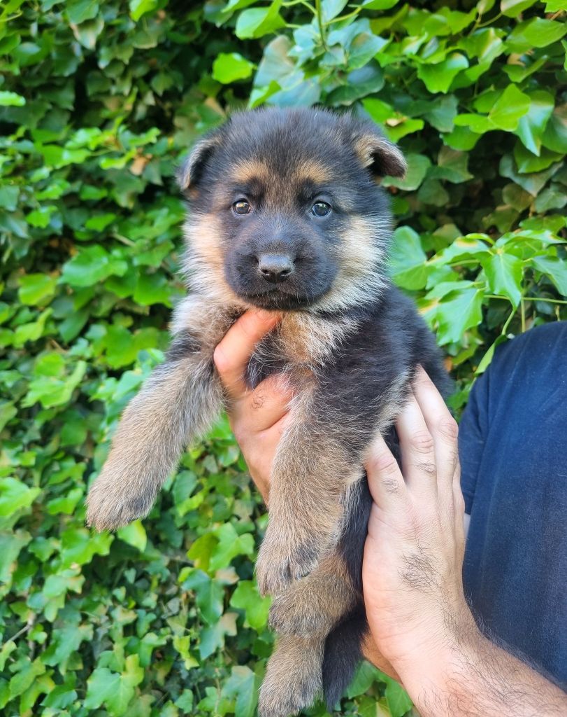 De La Légende De Mike - Chiots disponibles - Berger Allemand