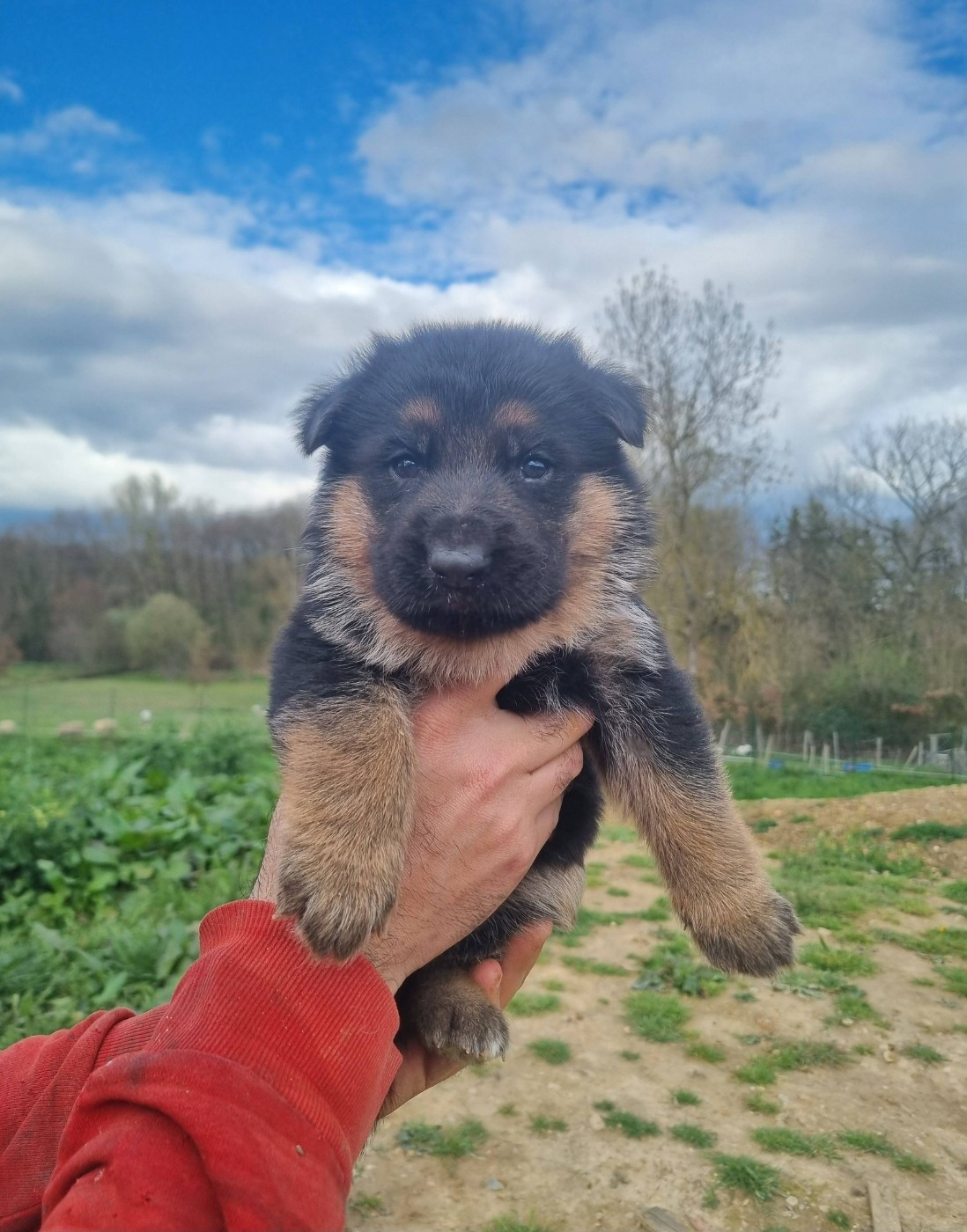 De La Légende De Mike - Chiots disponibles - Berger Allemand