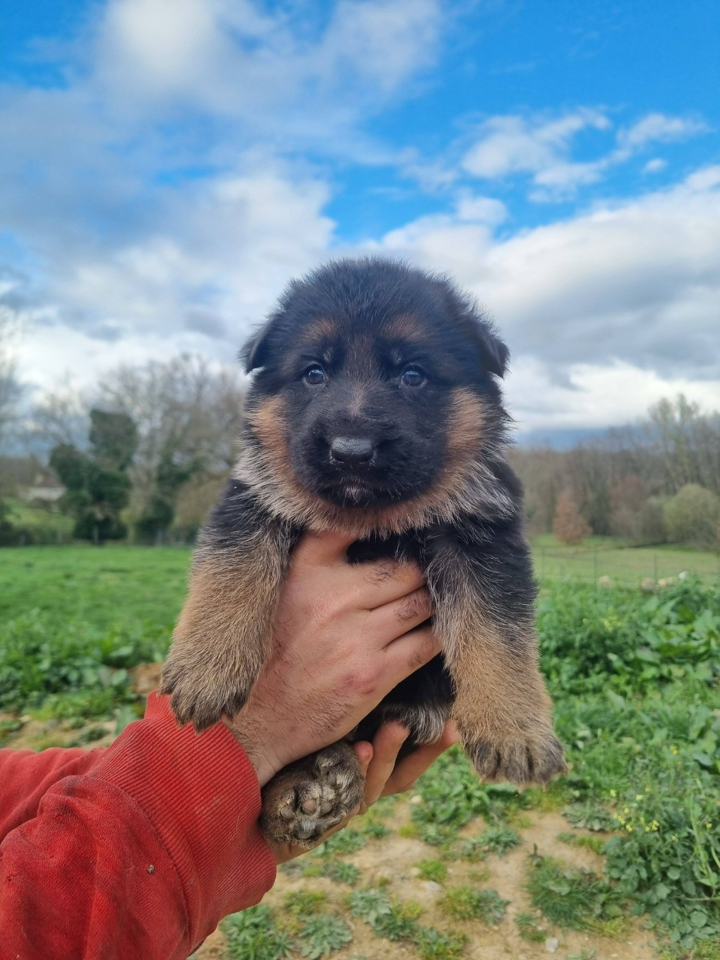 De La Légende De Mike - Chiots disponibles - Berger Allemand