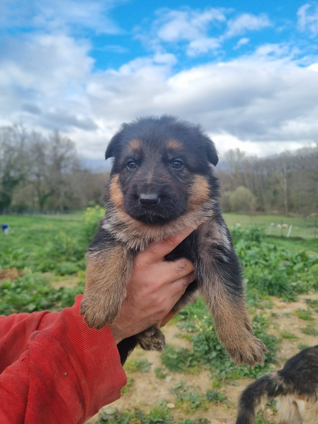 De La Légende De Mike - Chiots disponibles - Berger Allemand