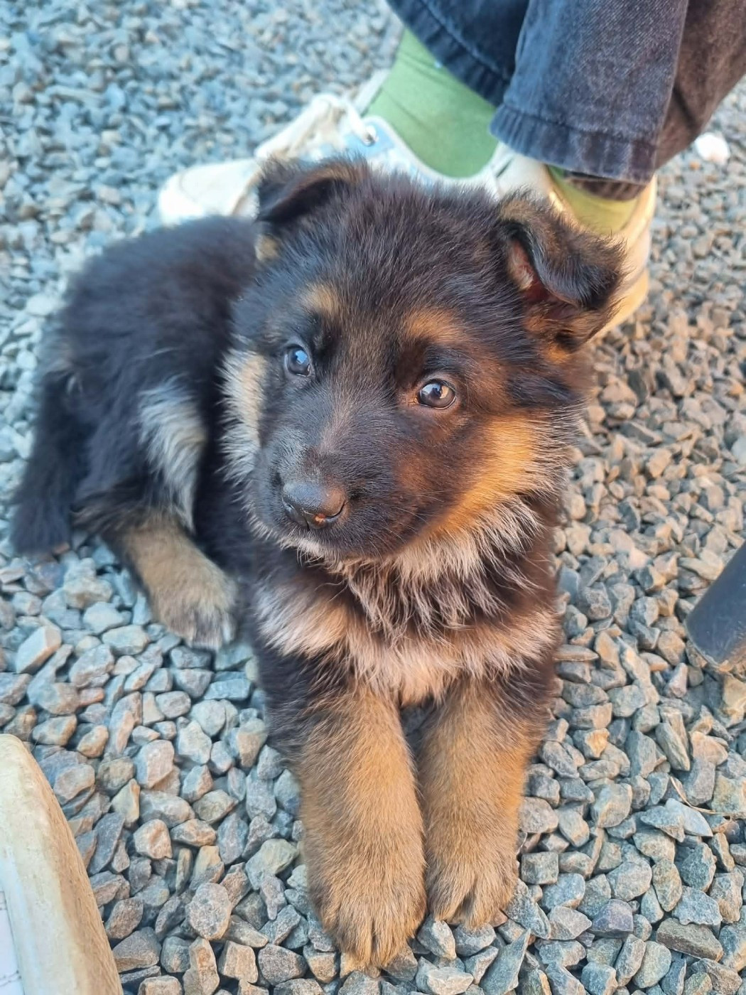 De La Légende De Mike - Chiots disponibles - Berger Allemand