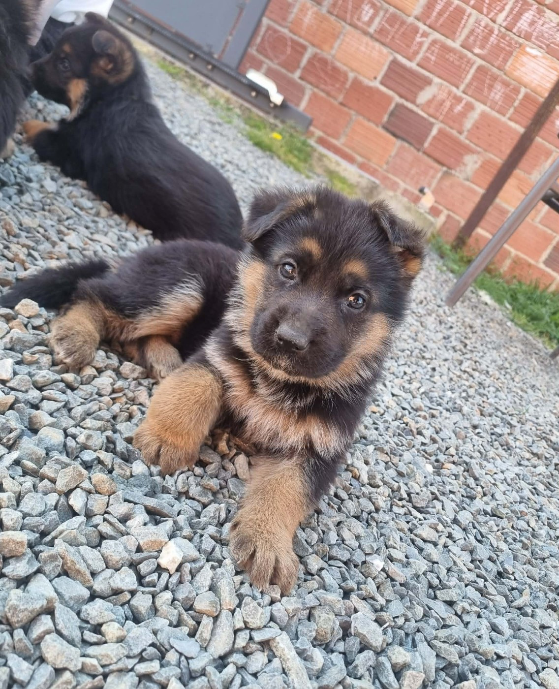 De La Légende De Mike - Chiots disponibles - Berger Allemand