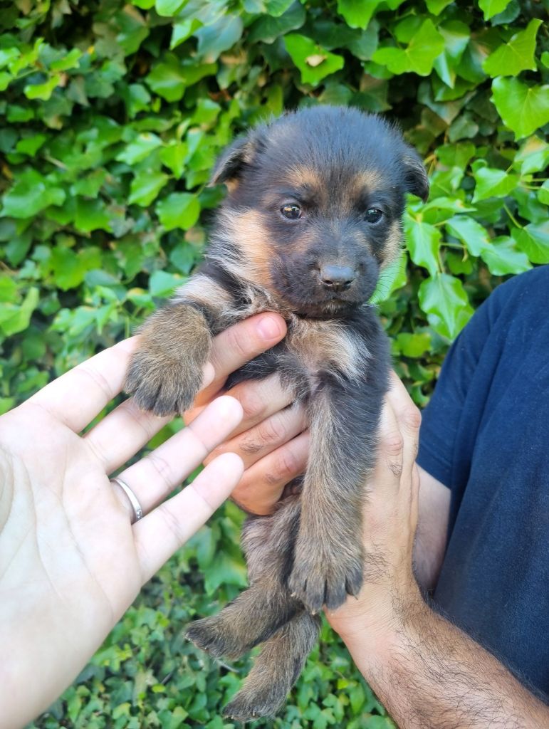 De La Légende De Mike - Chiots disponibles - Berger Allemand