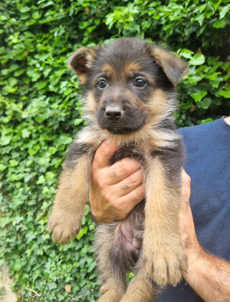 De La Légende De Mike - Chiots disponibles - Berger Allemand